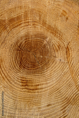 Tree rings