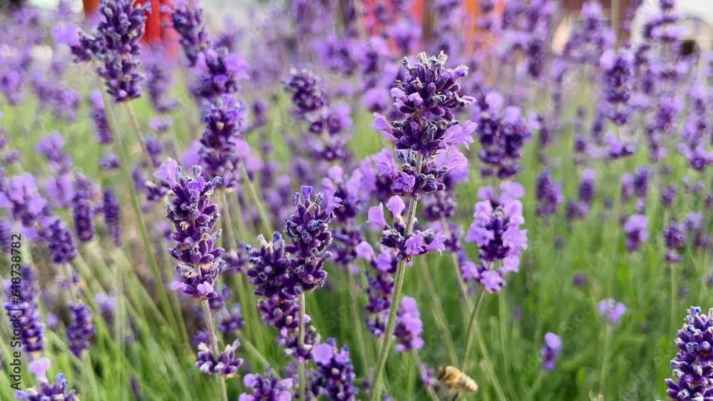 Lavender field in Provence. Blooming purple lavender flowers swaying on wind. Lavender flowers wallpaper.