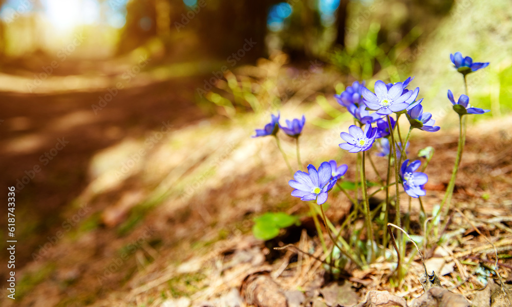 blue snowdrops on a forest glade blue snowdrops on a forest glade