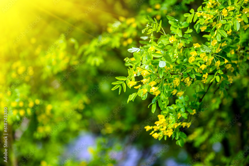 Yellow Acacia blooms in spring in the garden
Yellow Acacia blooms in spring in the garden