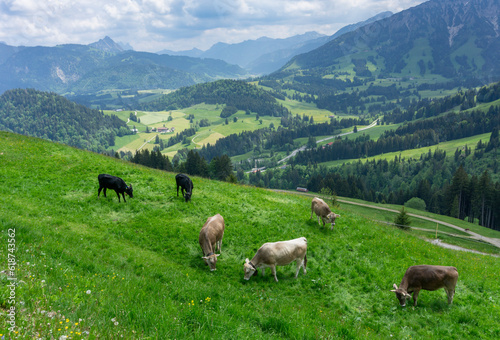 Urlaub im Allgäu, Wertach, Bayern: Wanderung rund ums Wertacher Hörnle - saftige Wiesen und typische Kühe © Frank Lambert