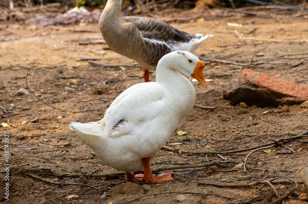 A duck walking around at a field A duck walking around at a field