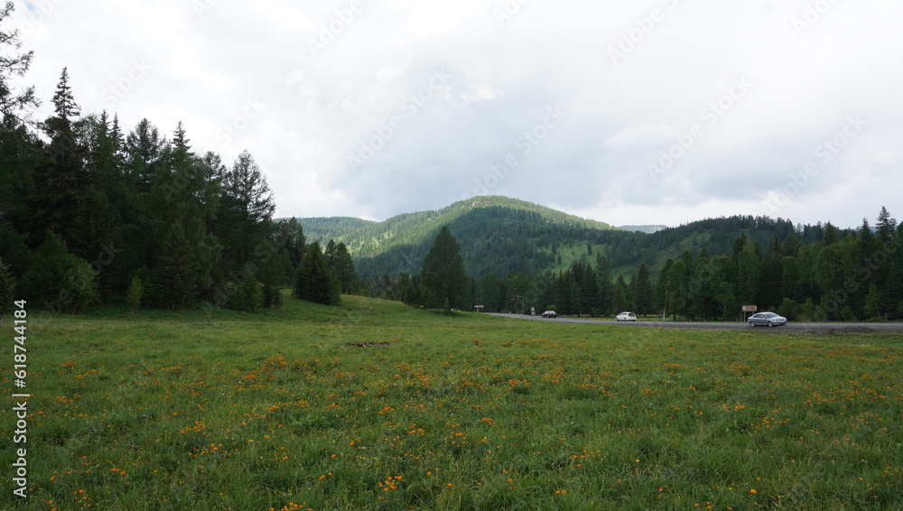 Field of flowers against the backdrop of mountains and forest