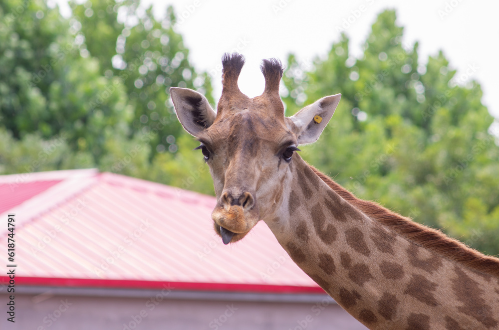 Naklejka premium Close up of a Giraffe head staring at camera
