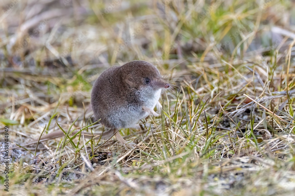 A closeup shot of a small Common shrew A closeup shot of a small Common shrew