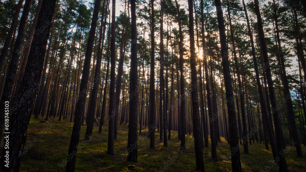 Wald - Sonnenstrahlen - Beautiful - Rays - Sunlight - Forest - Green - Silent - Summer - Morning - Landscape - Scenic - Woodland - Nature - Concept - Ecology - Environment Wald - Sonnenstrahlen - Beautiful - Rays - Sunlight - Forest - Green - Silent - Summer - Morning - Landscape - Scenic - Woodland - Nature - Concept - Ecology - Environment
