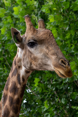Close up of a Giraffe head staring at camera © JUN LI