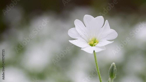 Close-up view of a Stellaria with a blurred background photo