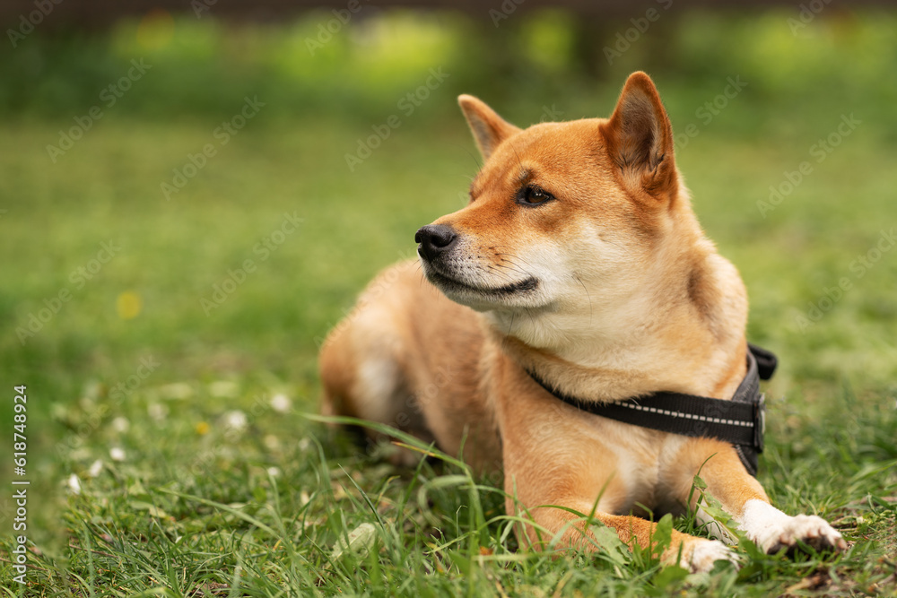 Dog Shiba Inu lying on the grass, looking aside, waiting for its owner on summer day. Bond between dog and owner. Canine loyalty. Consequences of Tick Bites and Treatment concept.