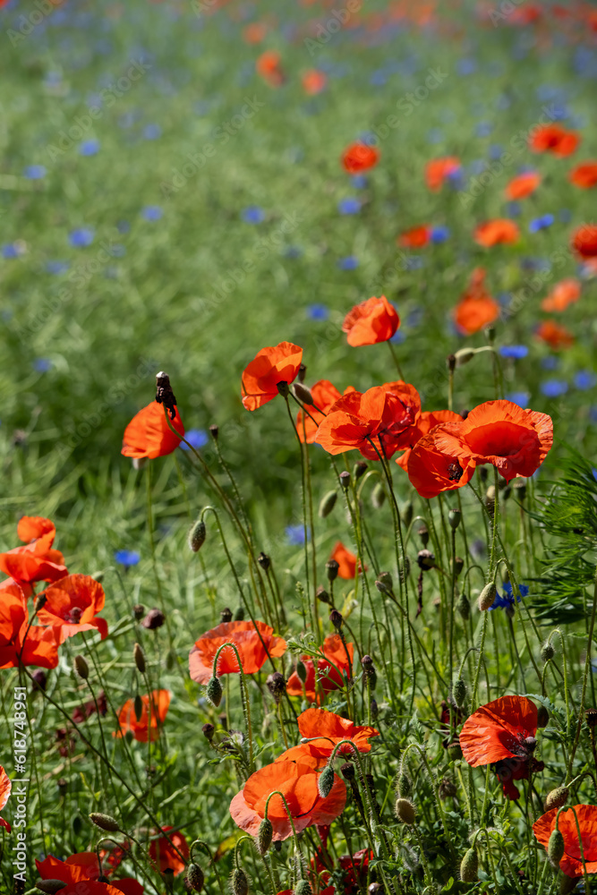 Naklejka premium a lot of red poppy flowers on a field in early spring. Shallow depth of field.