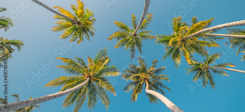 Tropical palm trees under blue sky, soft pastel colors and sunshine on sunny day. Peaceful bright relaxation, meditation, summer vibes mood. Best panoramic nature banner. Inspire beach lush foliage