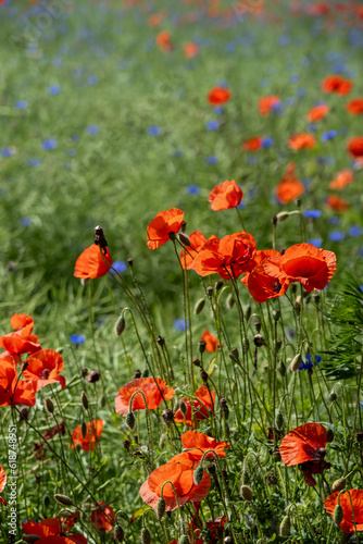a lot of red poppy flowers on a field in early spring. Shallow depth of field.