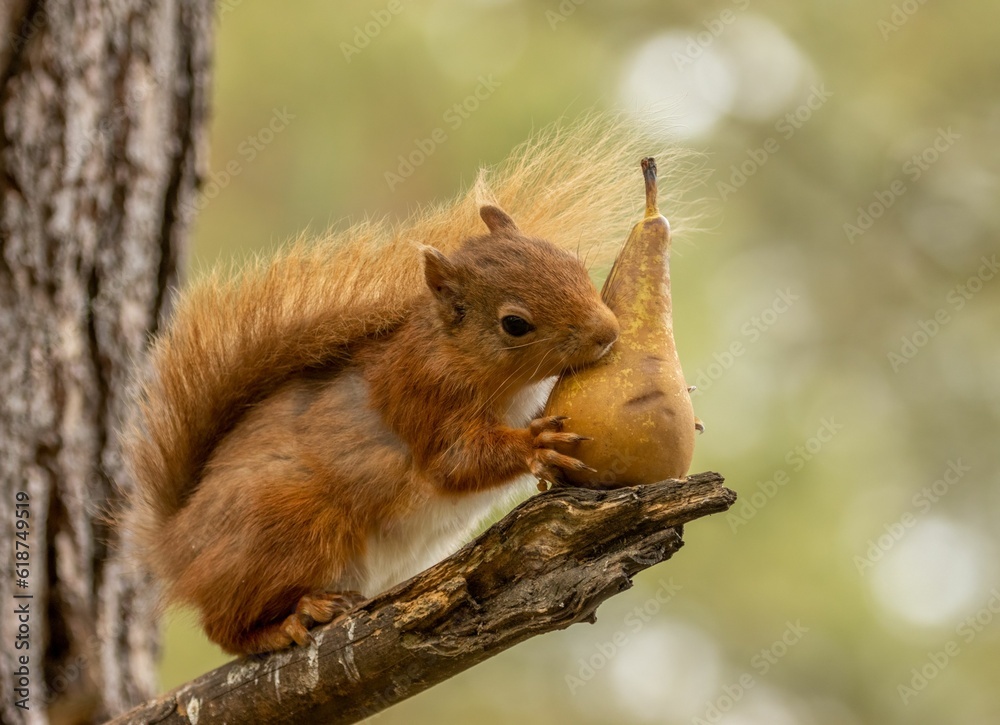 Scottish red squirrel eating a pear Scottish red squirrel eating a pear