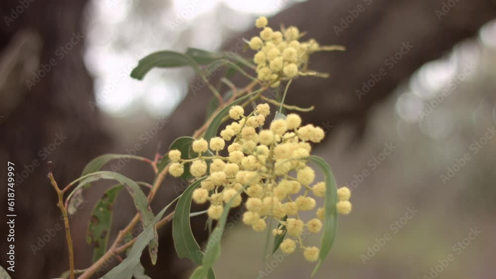 Selective focus of genus cuscuta (dodders) plant with blurry background Selective focus of genus cuscuta (dodders) plant with blurry background
