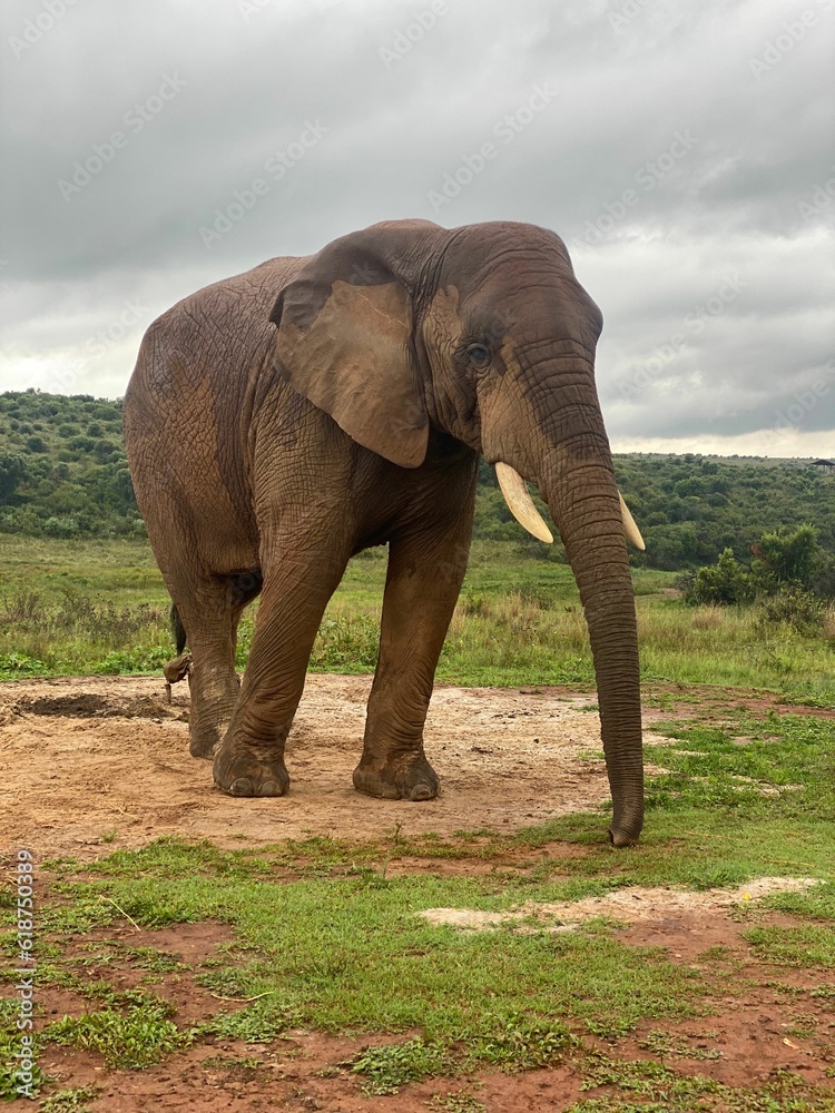 Obraz premium a lone elephant is standing on the dirt and green grass