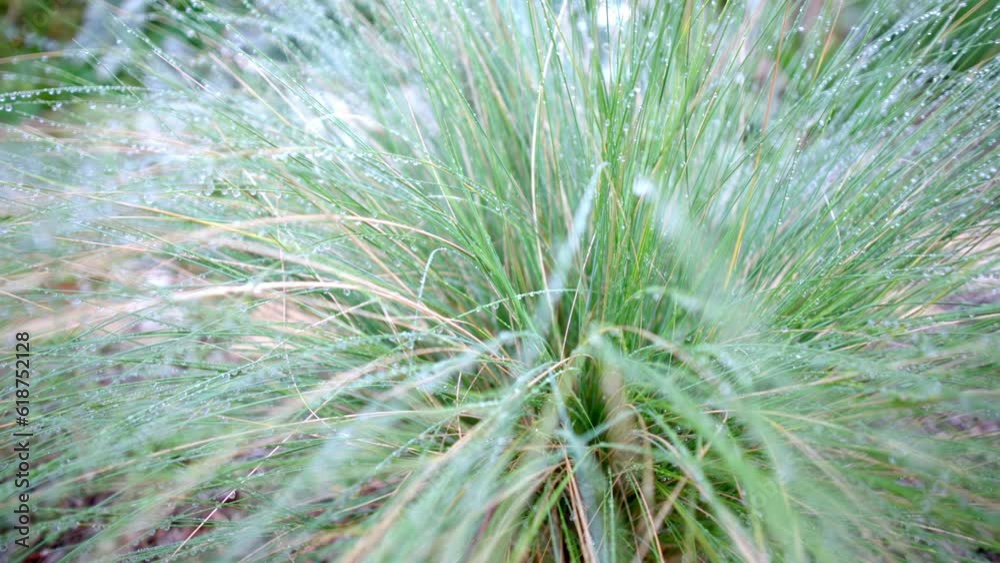 Slow-motion view of water drops falling on a Festuca plant growing in a garden Slow-motion view of water drops falling on a Festuca plant growing in a garden