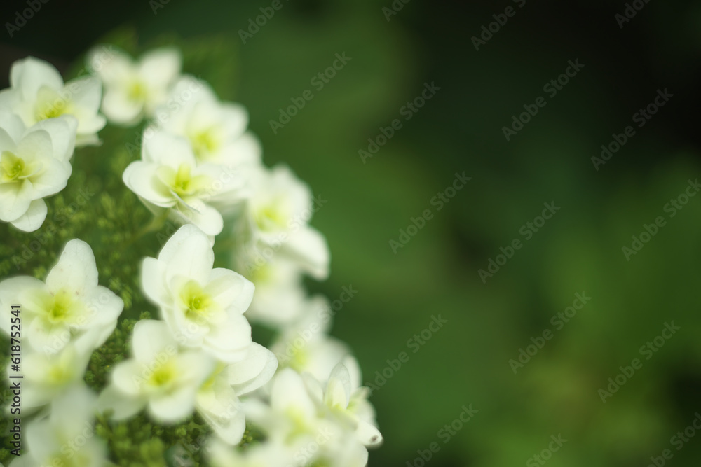 紫陽花 紫陽花