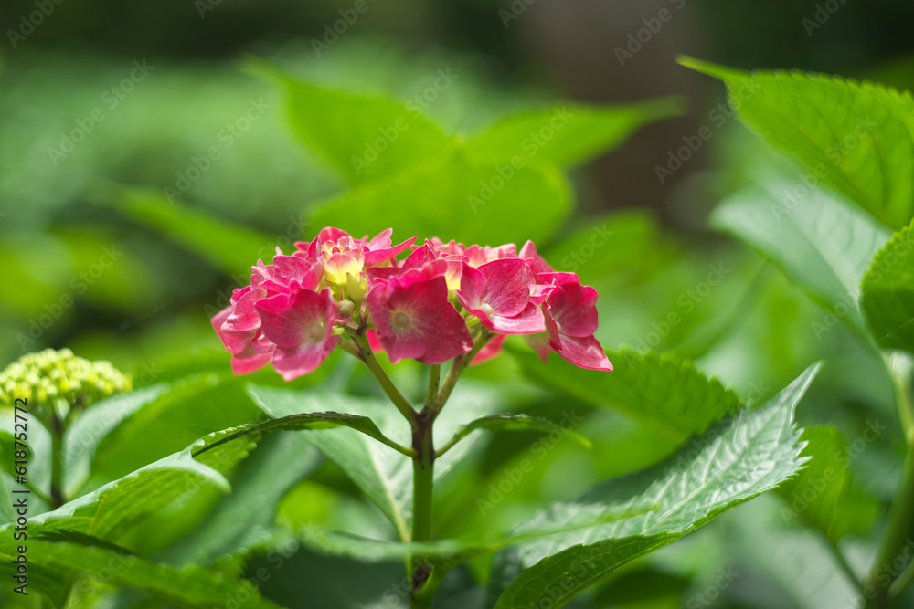 紫陽花