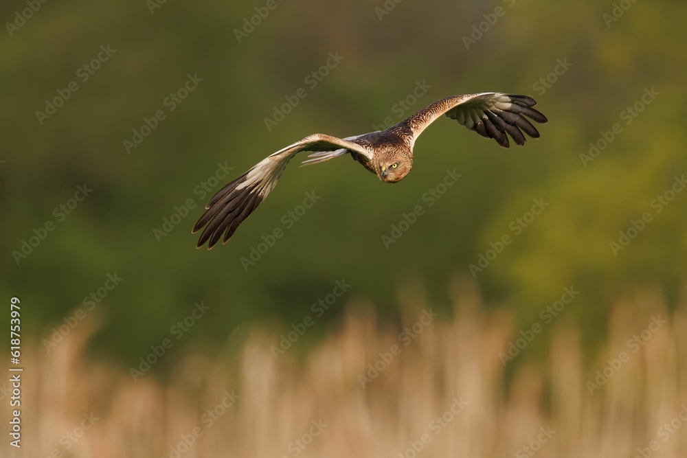 Close up of a Marsh Harrier soaring across a wide open landscape. Close up of a Marsh Harrier soaring across a wide open landscape.
