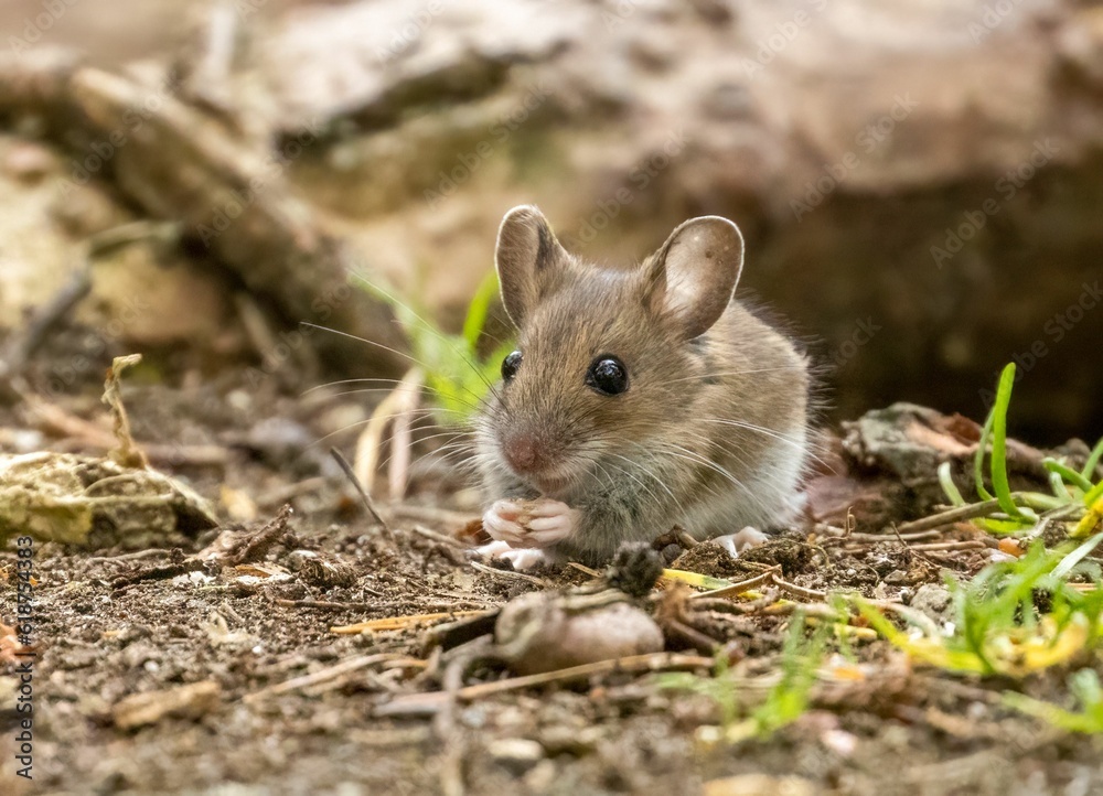 Tiny mouse foraging in the woodland Tiny mouse foraging in the woodland
