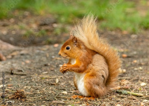 Scottish red squirrel eating a nut