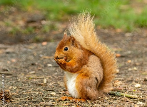 Scottish red squirrel eating a nut