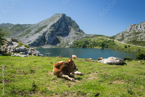 Vaca descansando en pasto en Picos de Europa, Asturias 