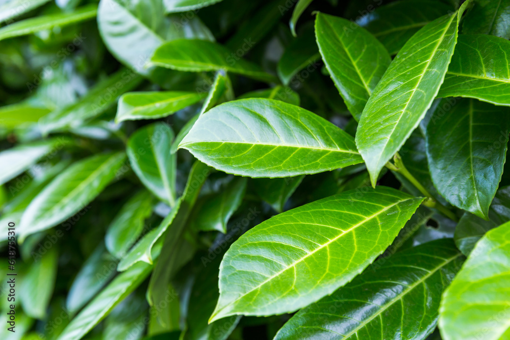 green leaves background green leaves background