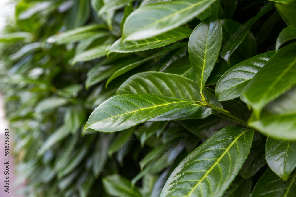 green leaves background green leaves background