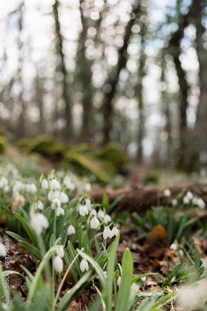 White snowdrops in the early spring in the forest. Beautiful footage of galanthus commonly known as snowdrop White snowdrops in the early spring in the forest. Beautiful footage of galanthus commonly known as snowdrop