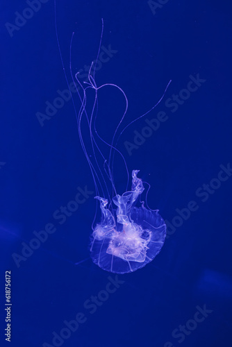 underwater shooting of beautiful Amakusa Jellyfish small (Sanderia Malayensis) photo