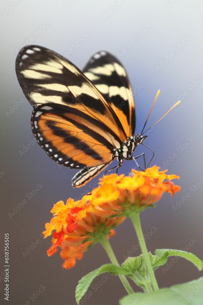 Fototapeta premium Closeup shot of a beautiful butterfly perched atop a long stem floral bloom