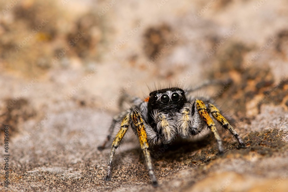 Macro of a small spider standing on a wall Macro of a small spider standing on a wall