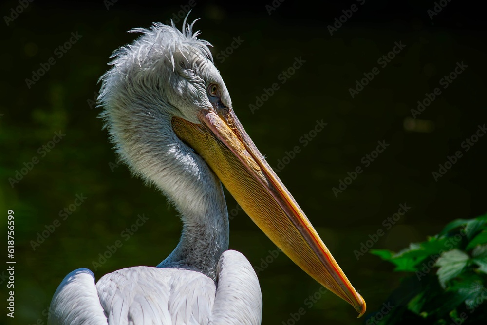 Closeup shot of the pelican with a yellow beak in its natural habitat