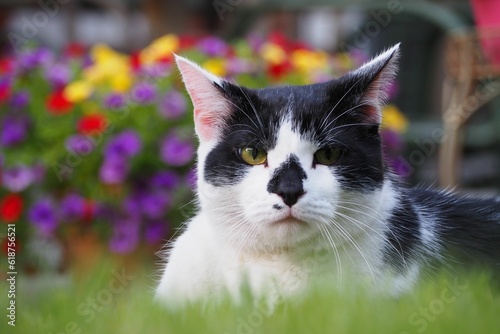 Charming black and white cat gazing into the camera with a blooming bouquet of flowers