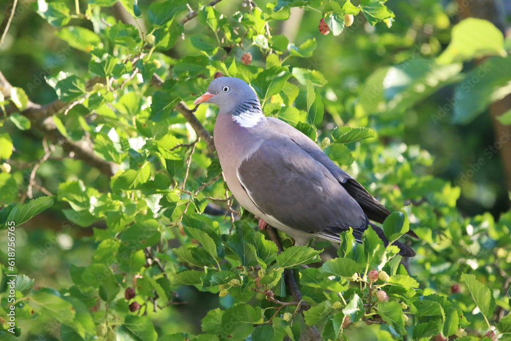 Fototapeta premium European columba palambus sit alone summertime afternoon.