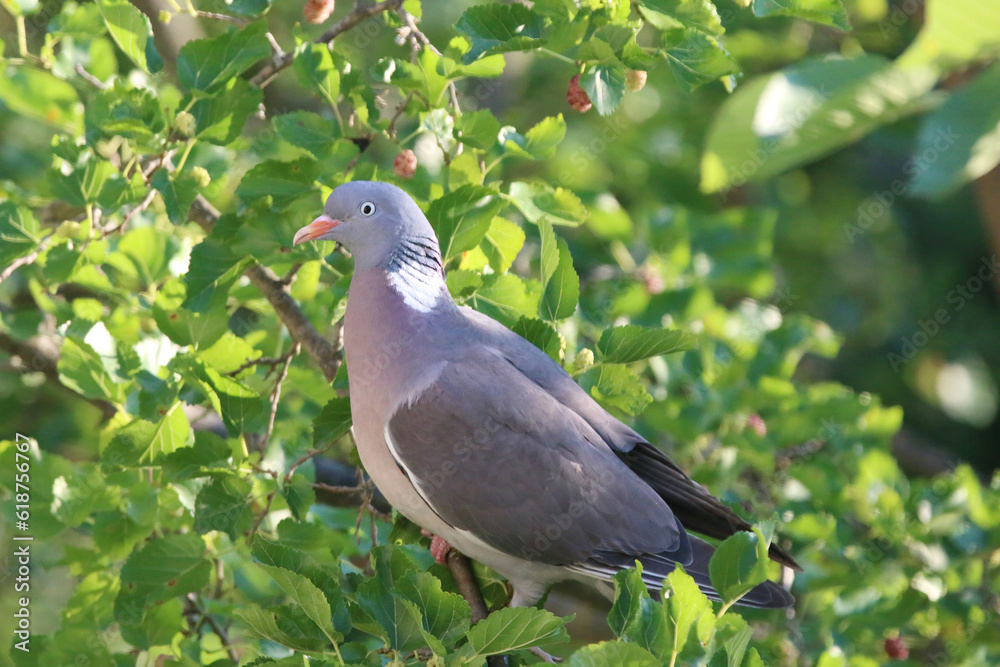 Fototapeta premium European columba palambus sit alone summertime afternoon.