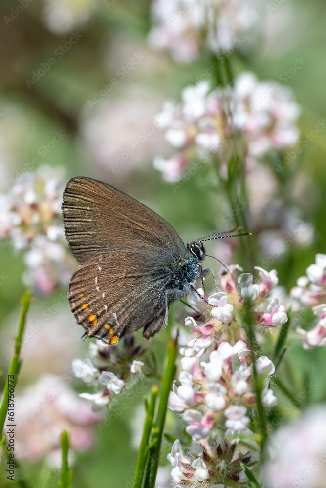 Obraz premium Lycaenidae / Büyük Sevbeni / Ilex Hairstreak / Satyrium ilicis