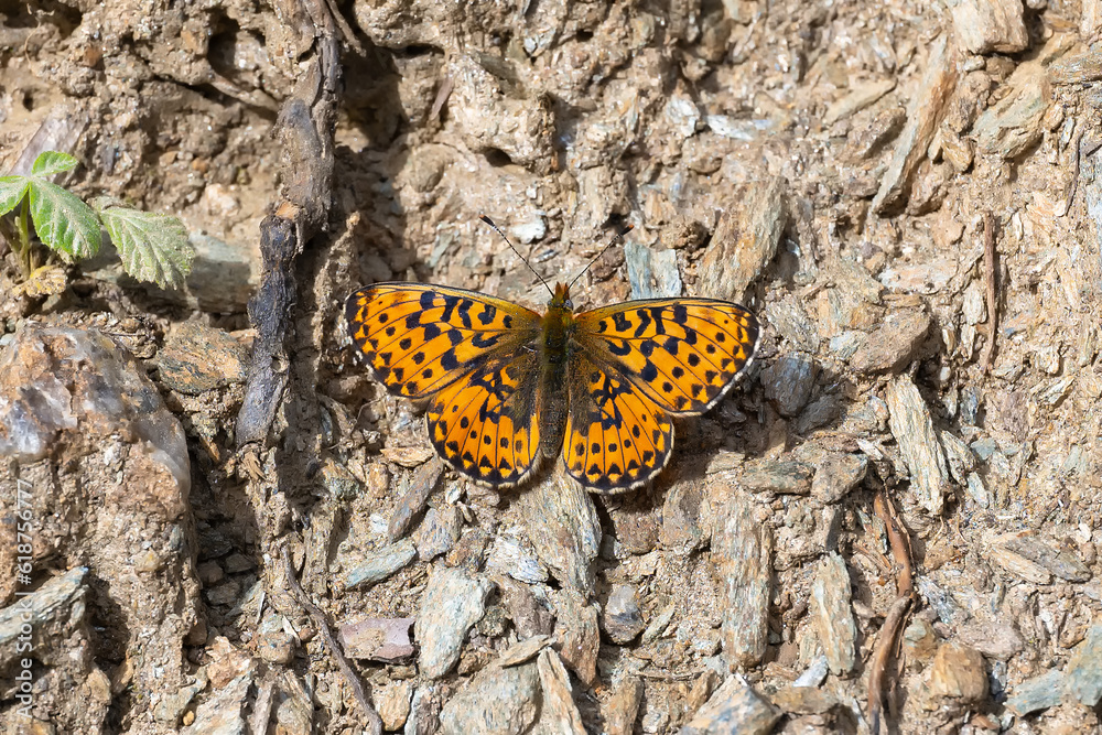 Nymphalidae / Beyaz İnci / Pearl-bordered Fritillar / Boloria euphrosyne Nymphalidae / Beyaz İnci / Pearl-bordered Fritillar / Boloria euphrosyne