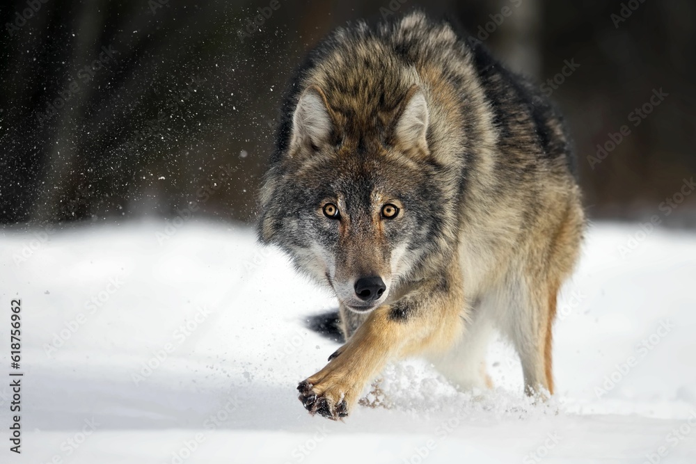 Naklejka premium Closeup of a grey wolf in a forest covered in the snow in Belarus