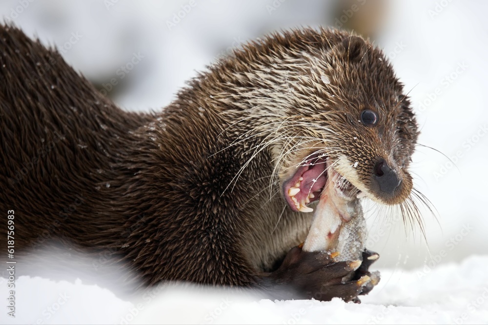 Closeup of a North American river otter eating fish in a forest covered in the snow in Belarus Closeup of a North American river otter eating fish in a forest covered in the snow in Belarus