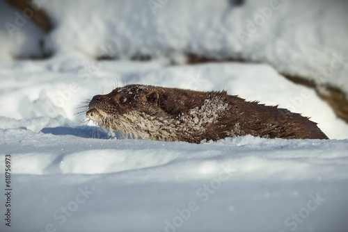 Fototapeta Naklejka Na Ścianę i Meble -  Closeup of a North American river otter eating fish in a forest covered in the snow in Belarus