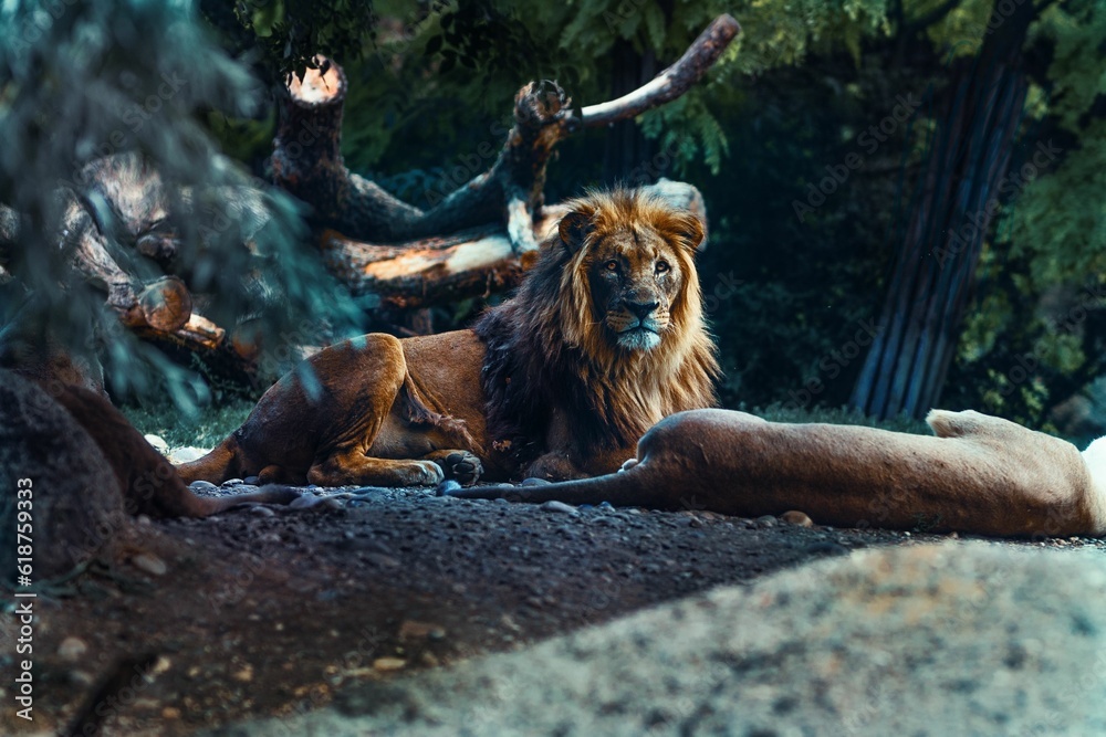 Naklejka premium Majestic male lion at the edge of a tree trunk in a zoo setting