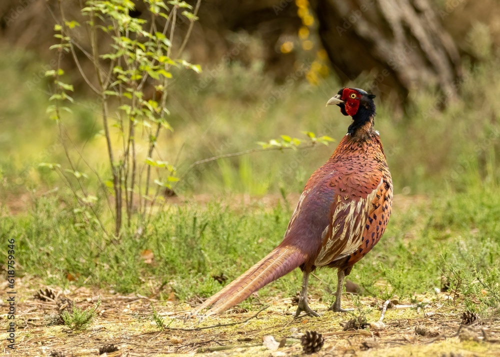 Fototapeta premium Male pheasant walking through the woodland