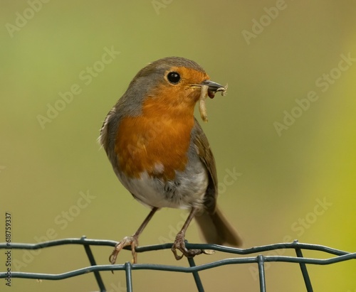 Robin with grubs in its beak