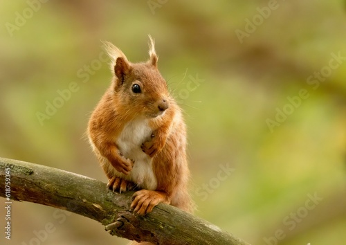 Scottish red squirrel in its natural habitat