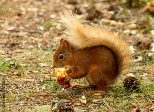 Scottish red squirrel eating an apple core