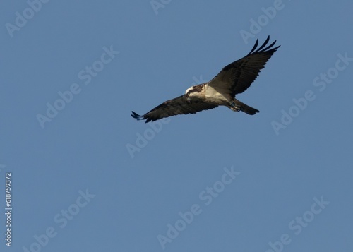 Osprey flying in the blue sky