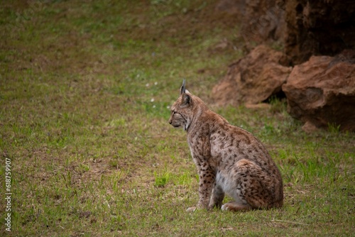 Boreal Lynx sitting on the grass.