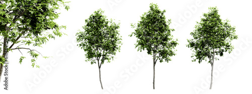 Fraxinus americana trees isolated on transparent background and selective focus close-up. 3D render image.